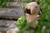 Capybara the Explorer
