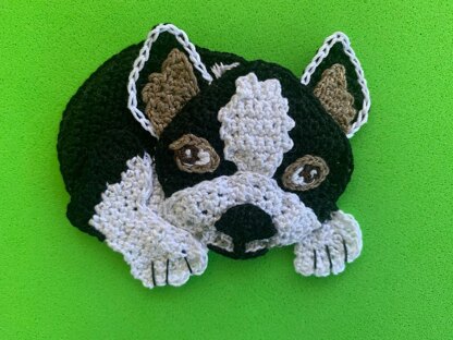 Boston Terrier