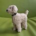 Toy poodle