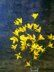 Easter tree yellows bells flower twig Forsythia spring flower