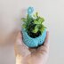 Hanging Air Plant Basket