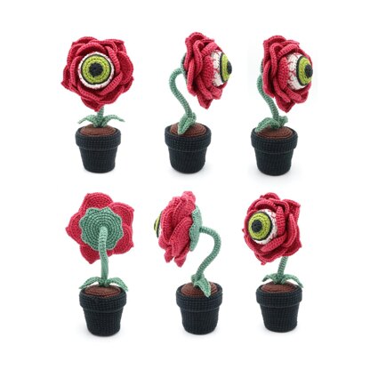 Eyeball Rose Flower in Pot