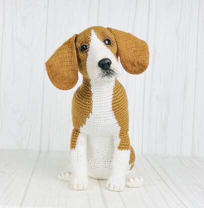 Beagle Dog