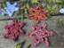 Plush Snowflake Sea Starfish