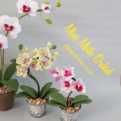 Mini Moth Orchid