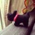 Tiny Scottie Dog