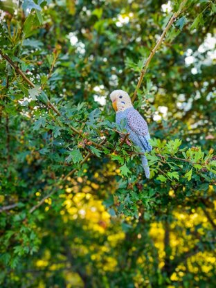 Pearl the Budgie