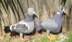 My Pet Pigeons