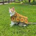 Sunflower Pet Sweater