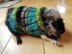 Easy Knit Guinea Pig Sweater