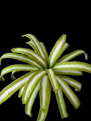 Crochet Spider plant pattern