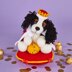 King Charles Spaniel