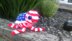 American Flag Sea Turtle