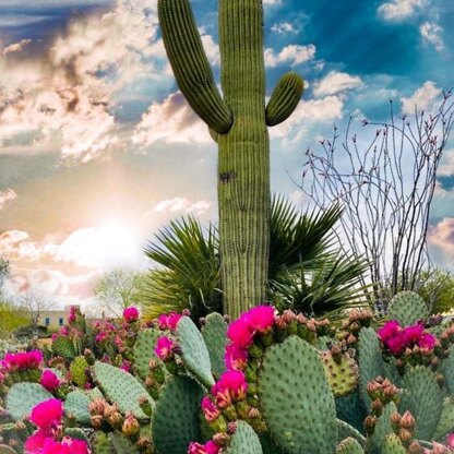 Cactus Bloom Coaster