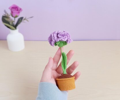 Carnation flower