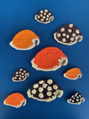 Cowrie Shell