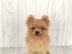 Pomeranian dog crochet