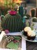 Crazy Cactus Tea Cosy