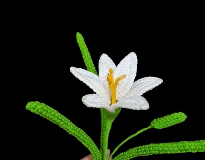 Rain Lily flower