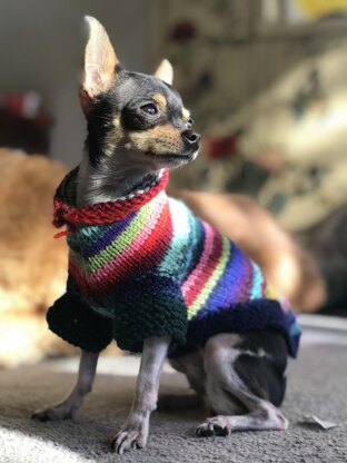 chihuahua stripy jumper