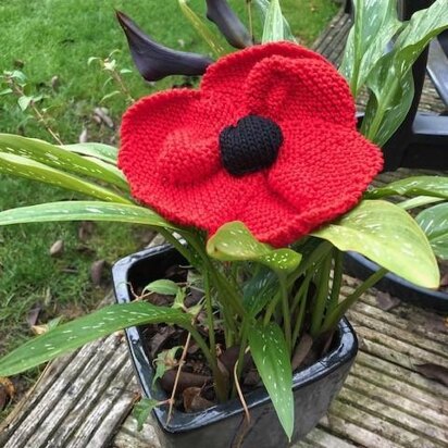 Large Red Poppy