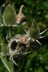 Harvest Mouse