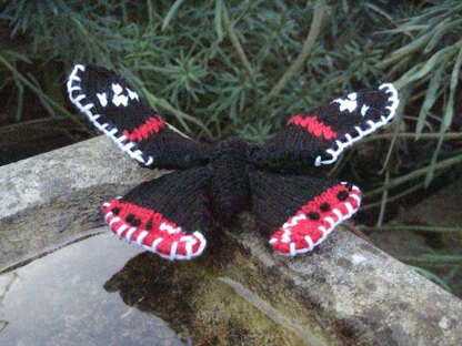 Red Admiral Butterfly