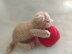 Little sleeping kitten knitting pattern