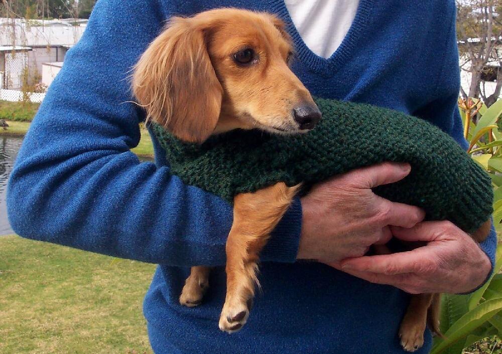 Dog sweater sales for dachshund