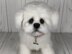 Maltese Puppy