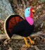 Trevor the Turkey