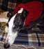 Eccentric Rib Greyhound Neck Snood