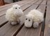Sheep Etu