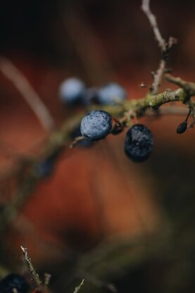 The Sweetest Berries