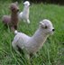 Alpaca