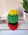 Cactus in a pot_5