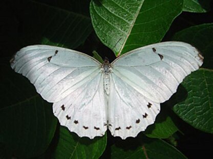 Morpho