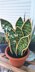 Big Sansevieria Snake Plant