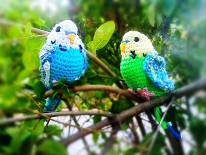 Budgie * Parakeet * Parrot