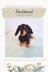 Dachshund