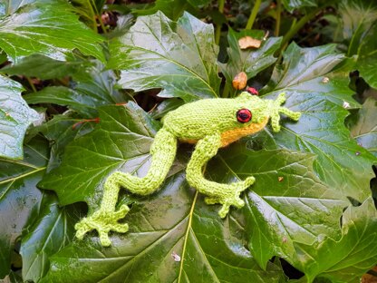 Australian Red Eyed Tree Frog