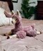 Lounging Llama