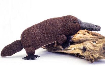 Australian Platypus