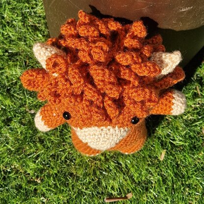 Harry Highland Cow