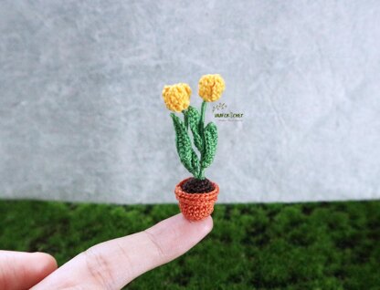 Miniature potted tulips