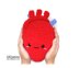 Anatomic / Realistic Heart