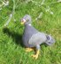 My Pet Pigeons