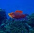 Pacific reef fish (and bonus corals)