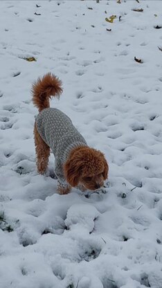 Dog Sweater Charlie No.3
