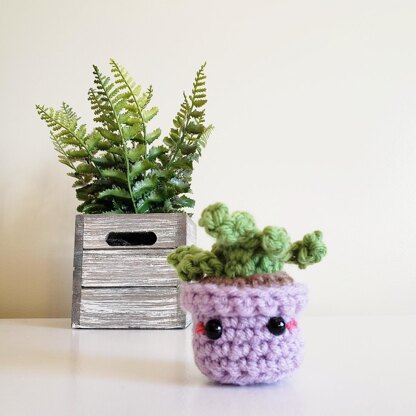 Buddy the Little Succulent